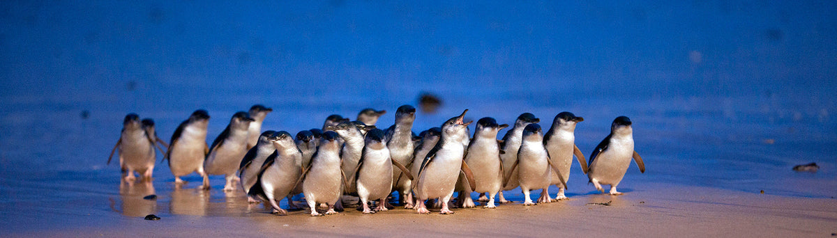 Visual Story – Phillip Island Penguin Parade