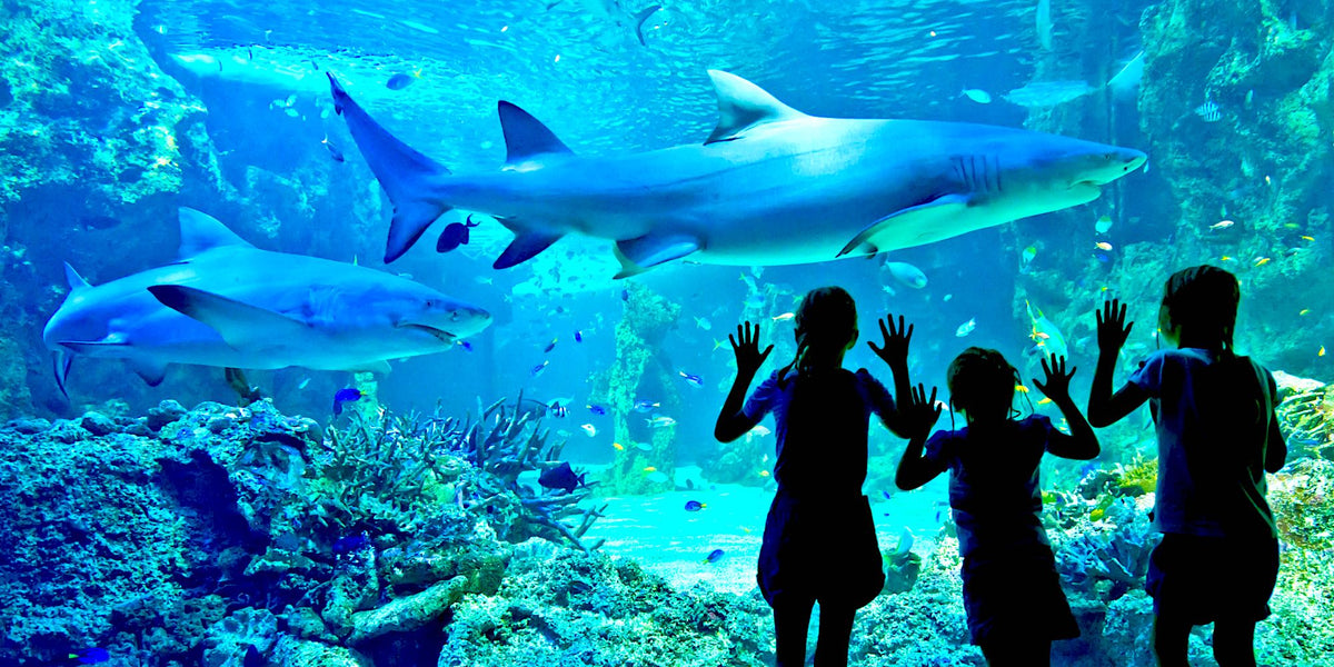 Visual Story – Sea Life Aquarium Sydney