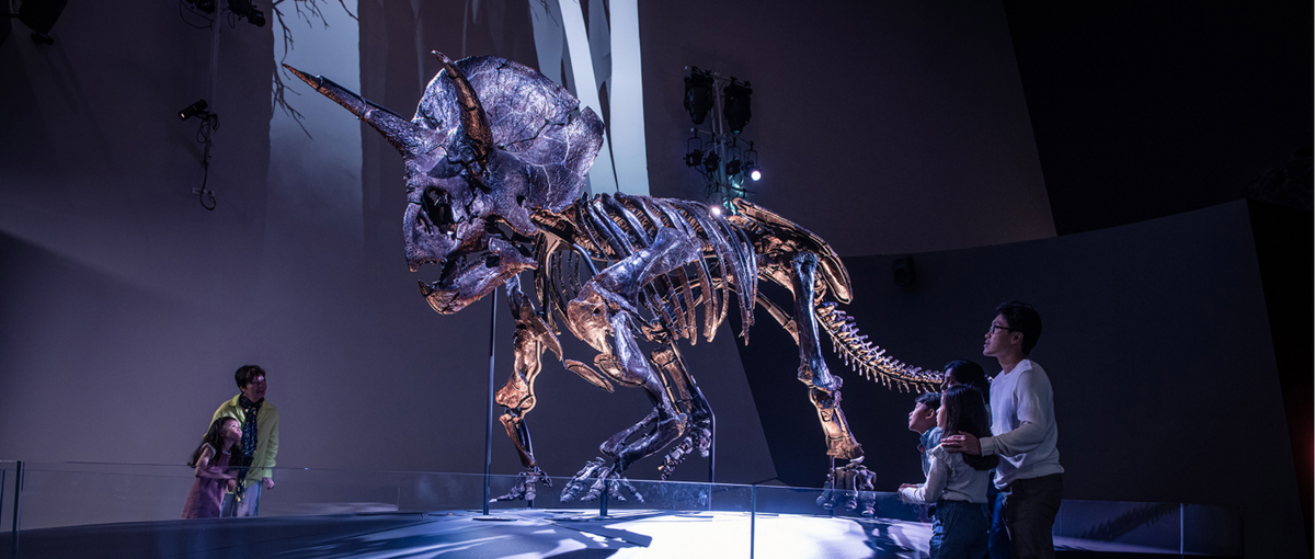 Visual Story – Melbourne Museum